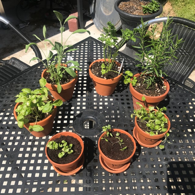 Garden kits with everything you need to get by NaturesBlossomKits