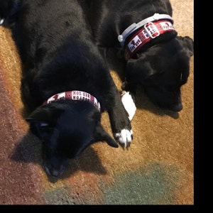 EDELMAN New England Patriots Dog Collar 