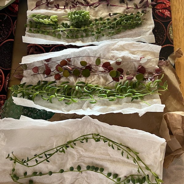 20 Trailing Succulent Strings With 7 Varieties, String of Pearl, String ...