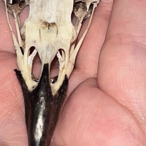 カササギ、カラスの頭蓋骨、ピカピカ、剥製、鳥、ワタリガラス、不気味