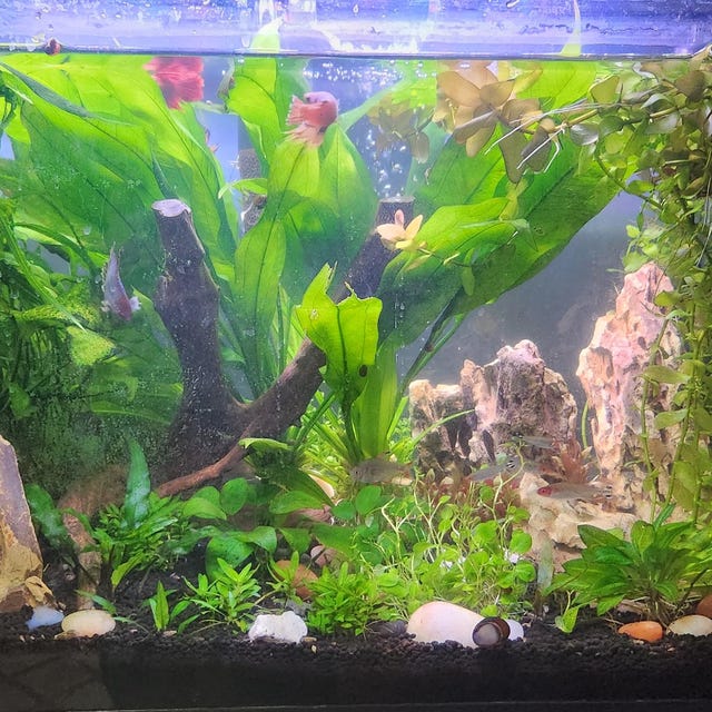 75 Gallon Aquascape Decor SOUL CANYON Aquarium Dragon Rocks Nature for Moss Planted Tank Fish Tank Ornament Etsy