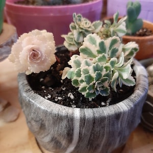 Pamela added a photo of their purchase