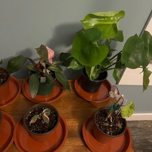 Comprador de Etsy ha añadido una foto de su compra