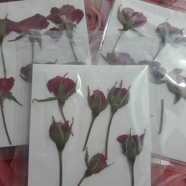 Pressed Flowers,a Pack of 6 PCS Dried Pressed Flowers Bud,dried Flower ...