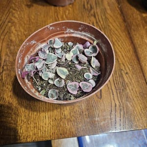 Travis added a photo of their purchase