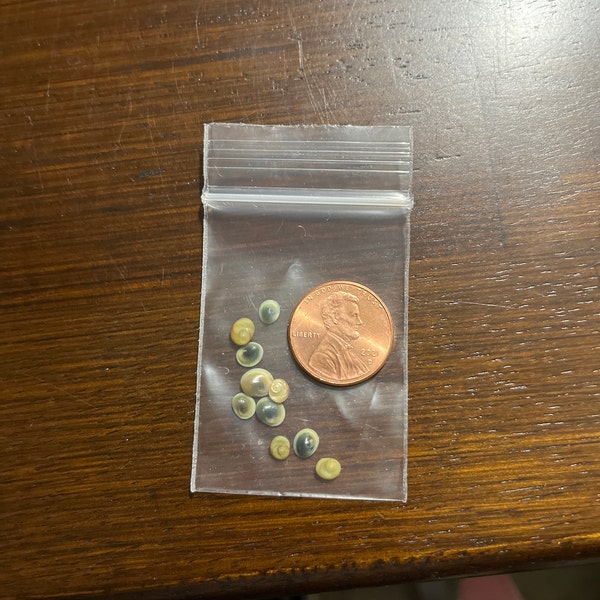 Mini Operculum, Astralium Calcar, Mini Shiva Shells (3/16 - 3/8