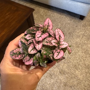 Sarah added a photo of their purchase