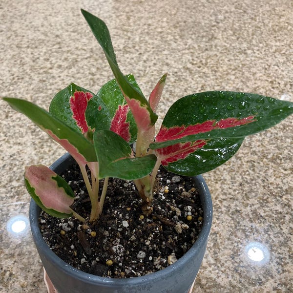 Aglaonema Red King : Indoor Plants - Easy Care Houseplant - Starter ...