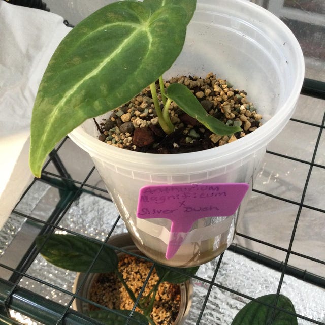172 magnificum Silver マグニフィカムシルバー アンスリウムマグニフィカムシルバー×ミシェルザラ Anthurium