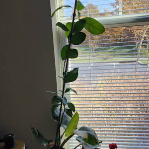 Daulton added a photo of their purchase
