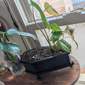 Graham added a photo of their purchase