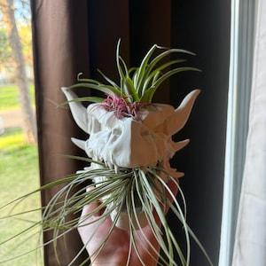 Julia added a photo of their purchase