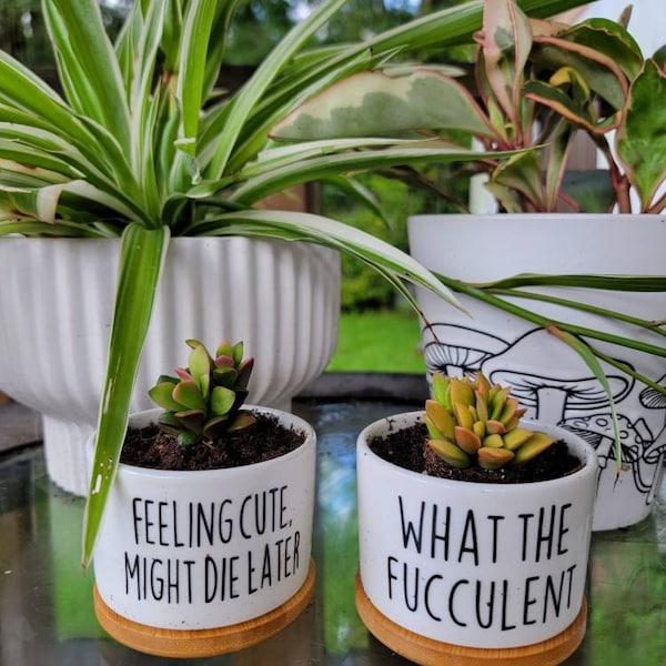 Funny Succulent Pot - Cactus Pot - Small Planter With Drainage ...