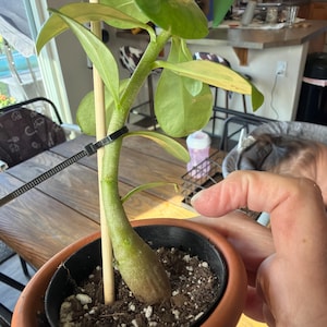 sherry added a photo of their purchase