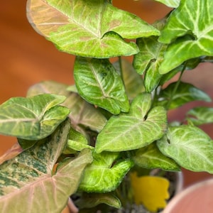 Etsy-Käufer:in hat ein Foto des gekauften Artikels hinzugefügt