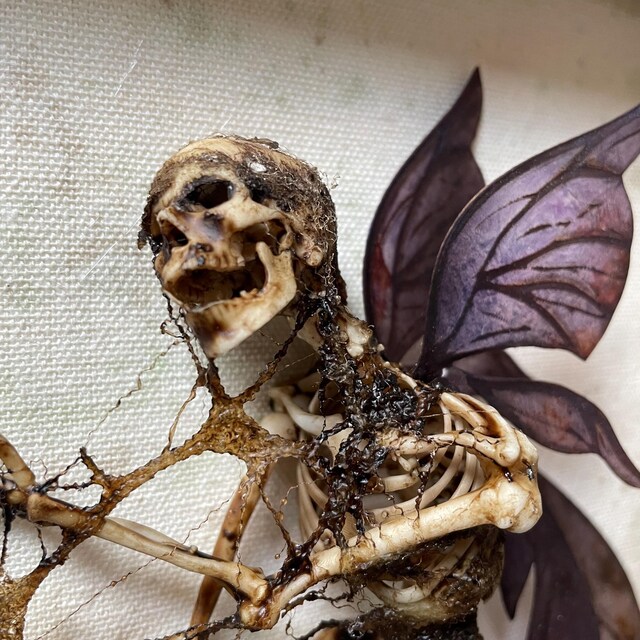 死んだ妖精の展示ケース - Etsy 日本