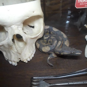 Spring added a photo of their purchase