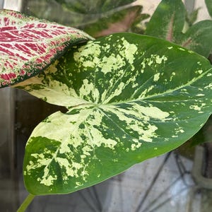 Caladium 'The Frog In The Blender' Big Leaf Bulbs – 2 Small Bulbs – Indoor/Outdoor, Partial Shade