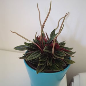 Dan added a photo of their purchase