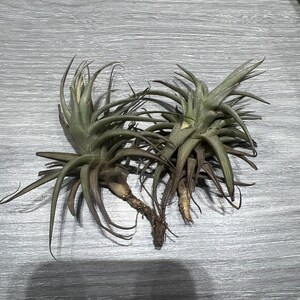 Ziad added a photo of their purchase