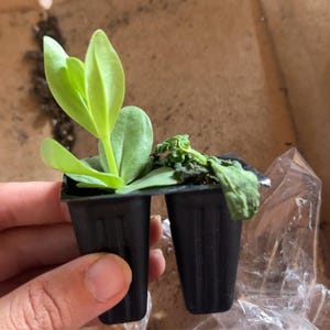 Business added a photo of their purchase