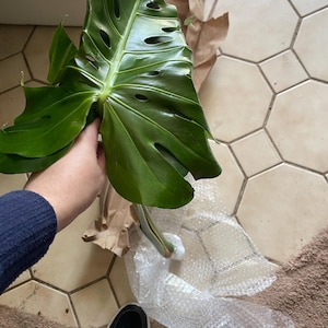 Sarah ha añadido una foto de su compra