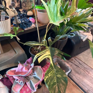 Mary added a photo of their purchase