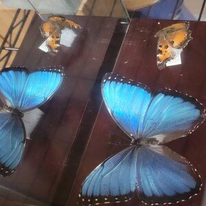 A Morpho Helenor Montezuma, A1/A1- .the Blue Morpho. Sent Papered