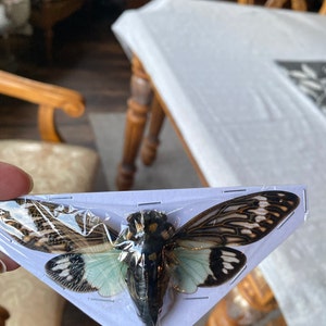 Vickie added a photo of their purchase