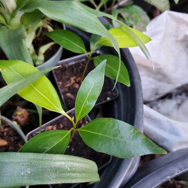 indoor goldfish plant Goldfish Plant