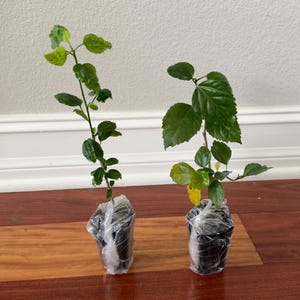 CHINESE Lantern**well Rooted Hibiscus Schizopetalus STARTER Plant