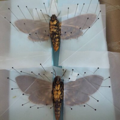 Butterfly Moth Spreading Board With Grid Sticker Taxidermy Entomology