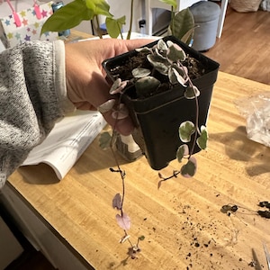 Michele added a photo of their purchase