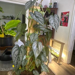 Kenneth added a photo of their purchase