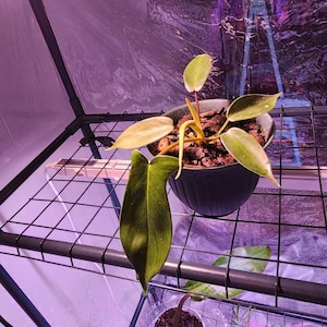 mallori added a photo of their purchase