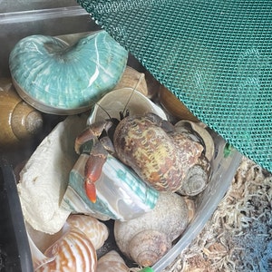 Spotted Banded Tun Sea Shell NIGHTLIGHT Bathroom Kitchen | Etsy