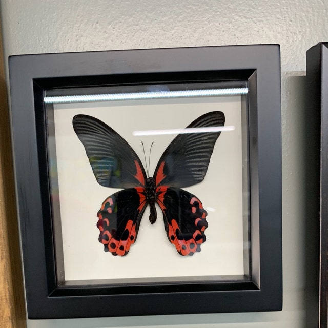Entomology Indonesia Artwork Papilio blumei Real Butterfly X1 specimen A1