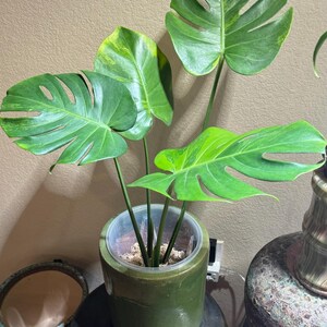 Rare Monstera Deliciosa Green on Green - Etsy