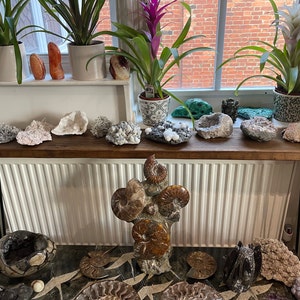 Lewis added a photo of their purchase