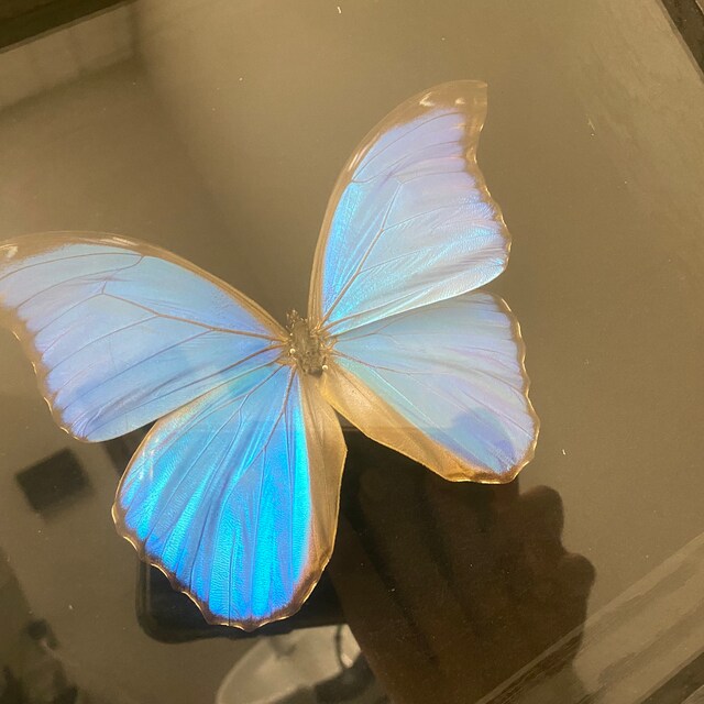 Morpho Godarti Asarpai 