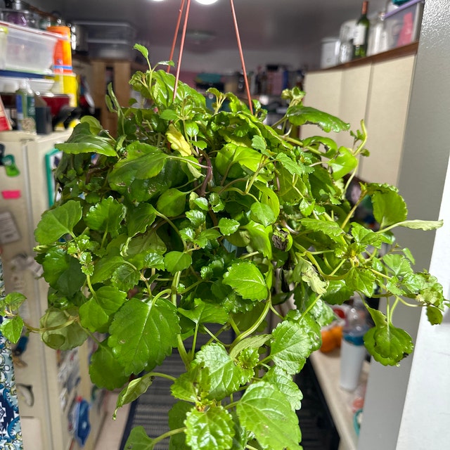 plant wall hanging pots Pocket Wall Planter – The Old Farmer's Almanac Store main image 0