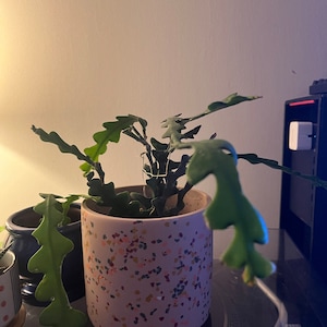 Freya added a photo of their purchase