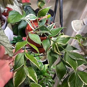 Hoya Polyneura Albomarginata; Outer Variegated Hoya