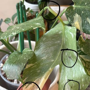 Kenya hat ein Foto des gekauften Artikels hinzugefügt