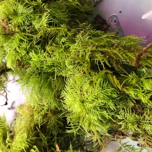 Lydionora a ajouté une photo de son achat