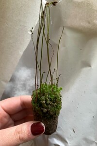 Drosera Spatulata Starter Plant (ALL STARTER PLANTS require you to purchase 2 plants!)
