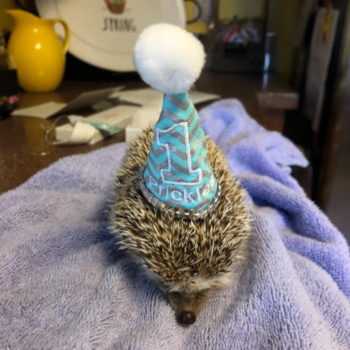 Customer photo of a pet with the First Birthday hat and matching tie or bow