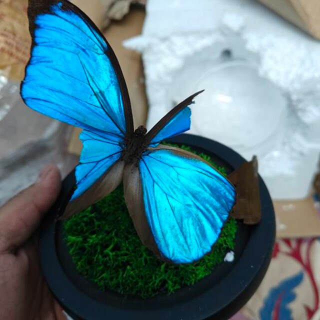 ガラスドームに保存された青いモルフォ蝶メネラウス - Etsy 日本