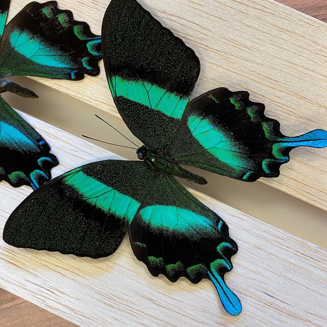 Papilio blumei 蝶の標本 Papilio blumei Pair Peacock Swallowtail Butterfly Framed