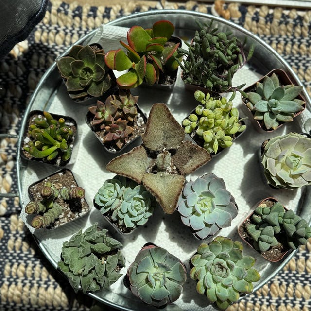 24-pack Succulent Plant Collection Variety of Shapes